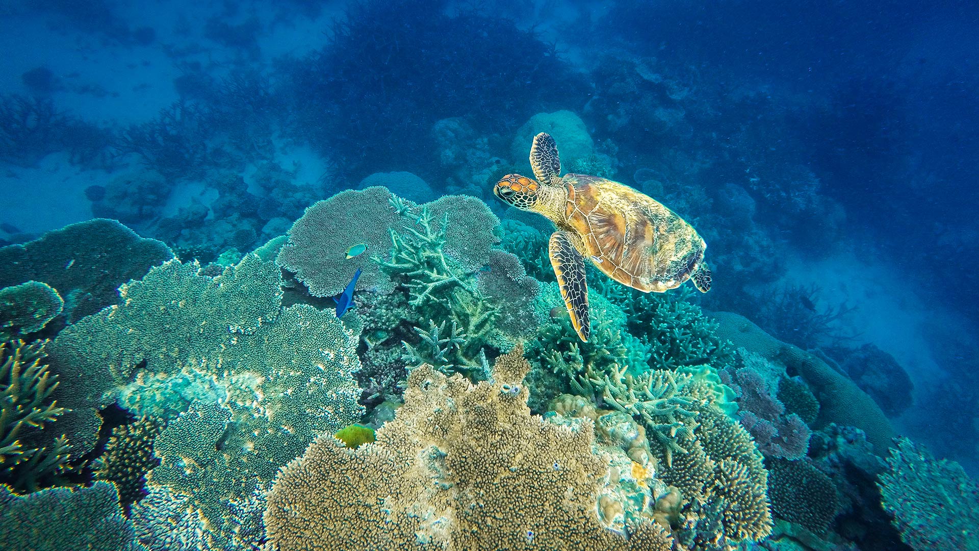 Photo-1920×1080-Reef1
