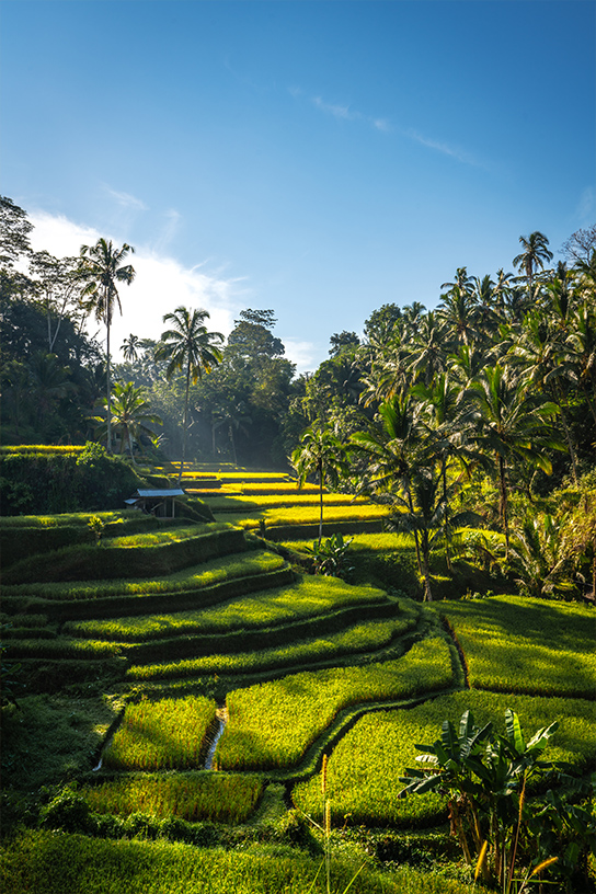 Photo-Vertical-544-Bali2