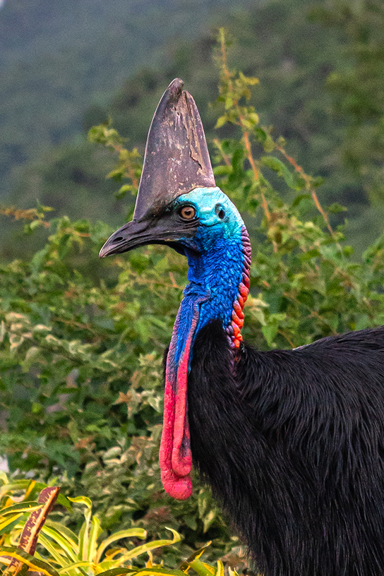 Photo-Vertical-544-Cassowary