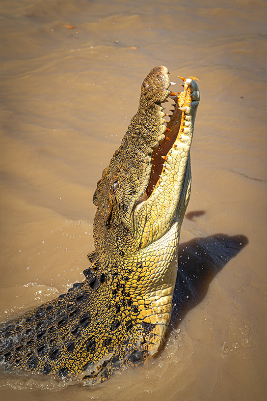 Photo-Vertical-544-Croc1