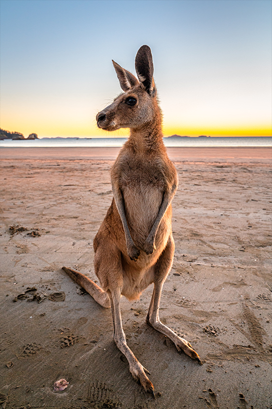 Photo-Vertical-544-Kang2