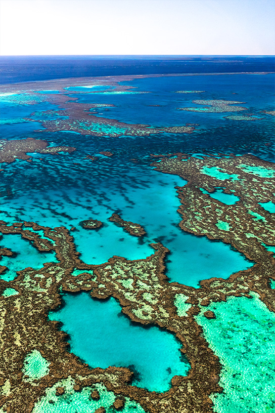 Photo-Vertical-544-Reef6